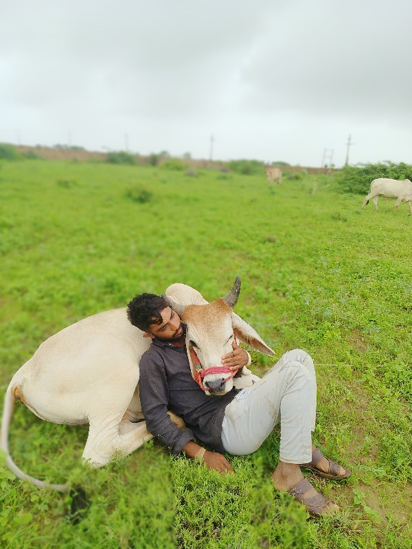 સાવ સોજા