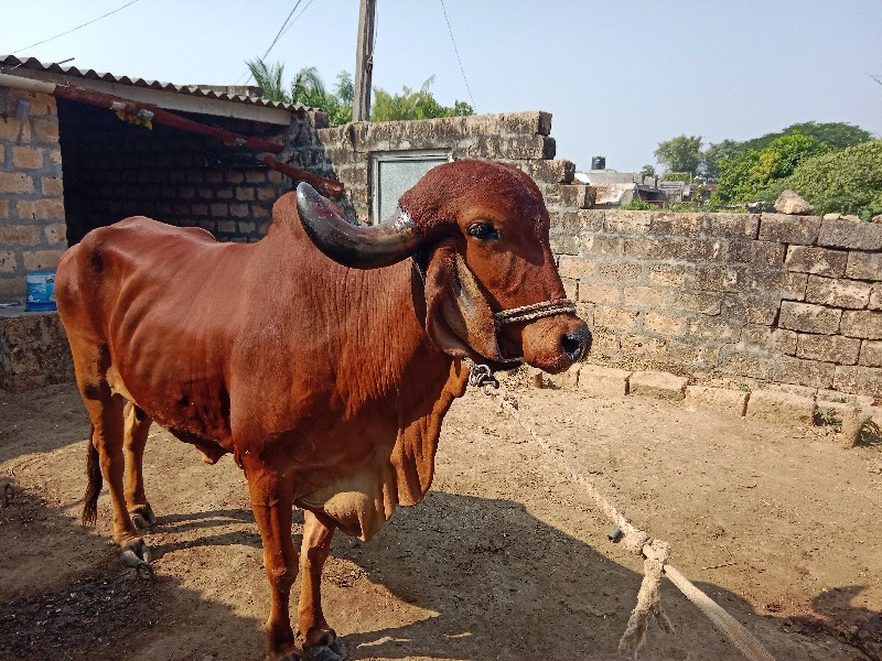 ગાય વેચવા ની છે...