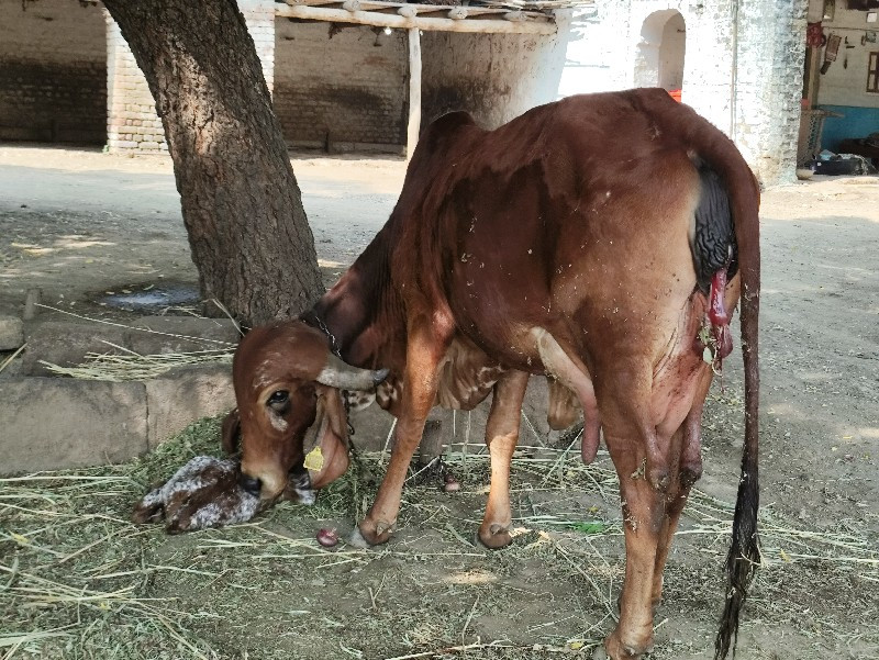 ગાય વેચવાની છે