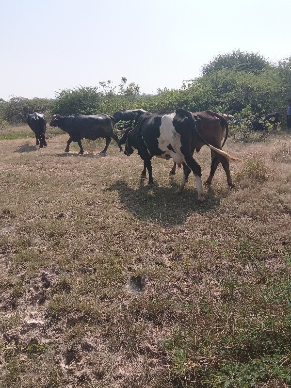 ગાય વેસવા.ની.છે