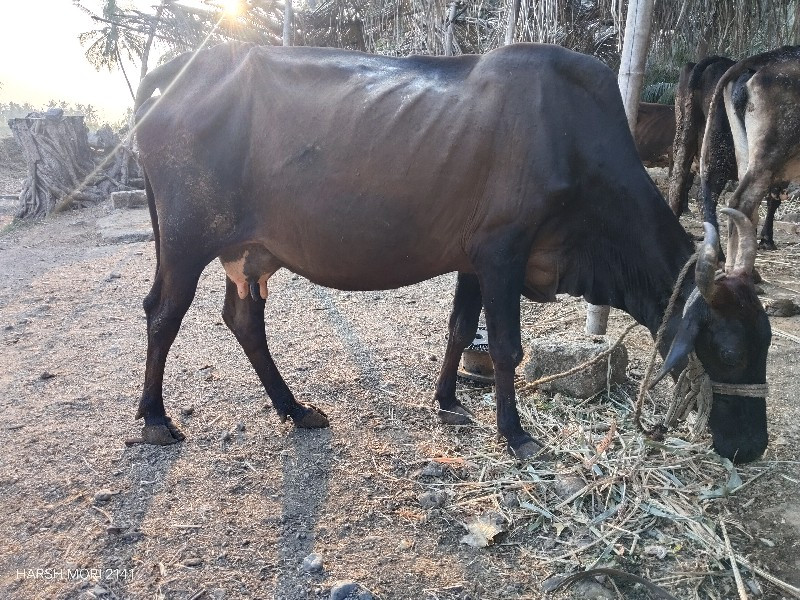 જર્સી ગાય વેચવા...