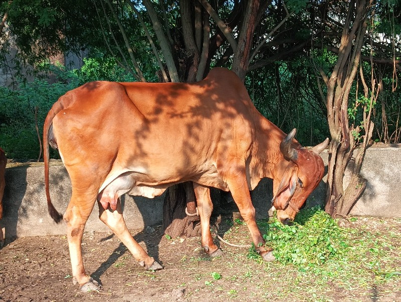 ગાય
ગાય‌‌..વશવા...