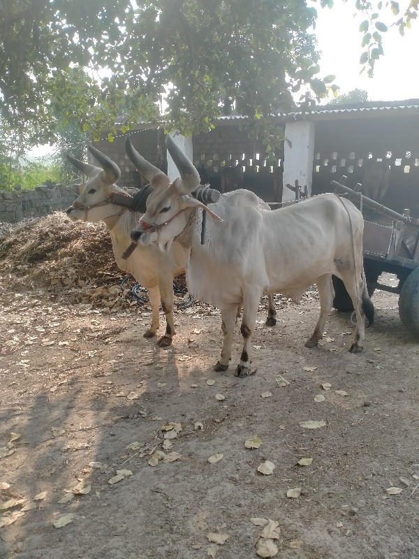 વાગડ વઢીયારા ની...