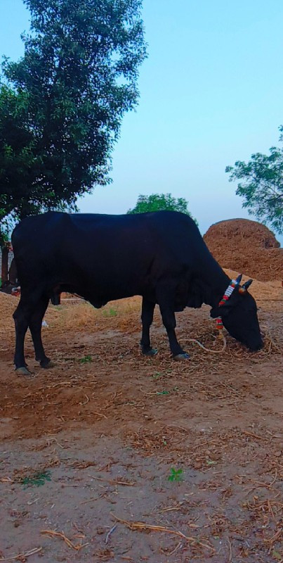 ગાભણી બીજું વધા...