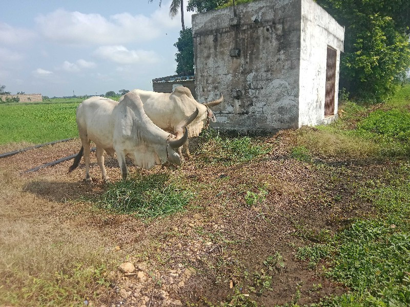 બે વાવણી હાકલા...