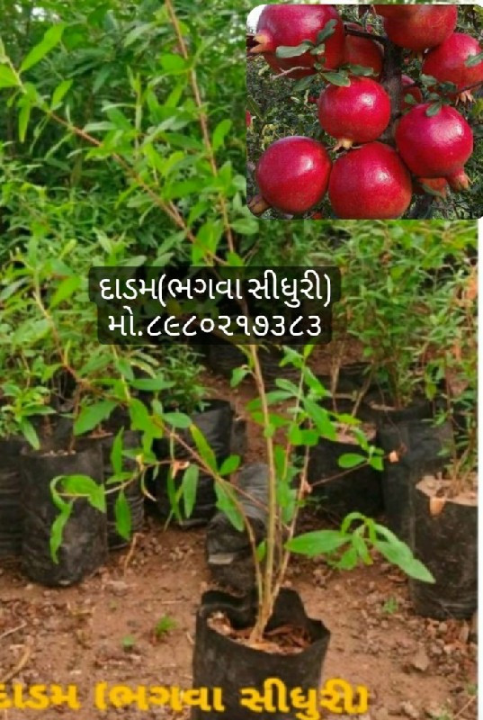 તાઇવાન પિંક જામ...