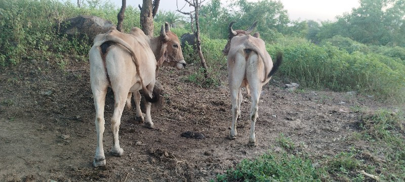 કિંમત માં થોડો...