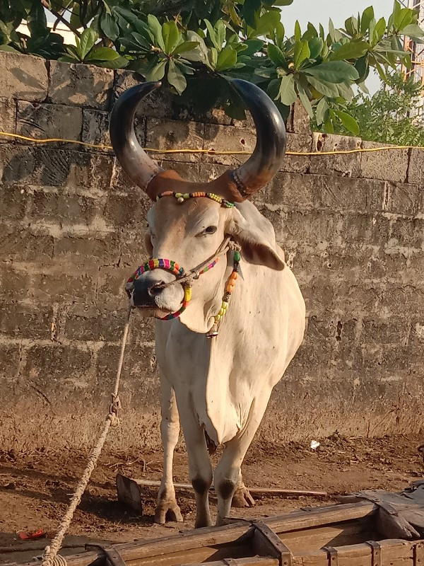 shiv saheb