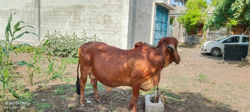 gay biju vetar