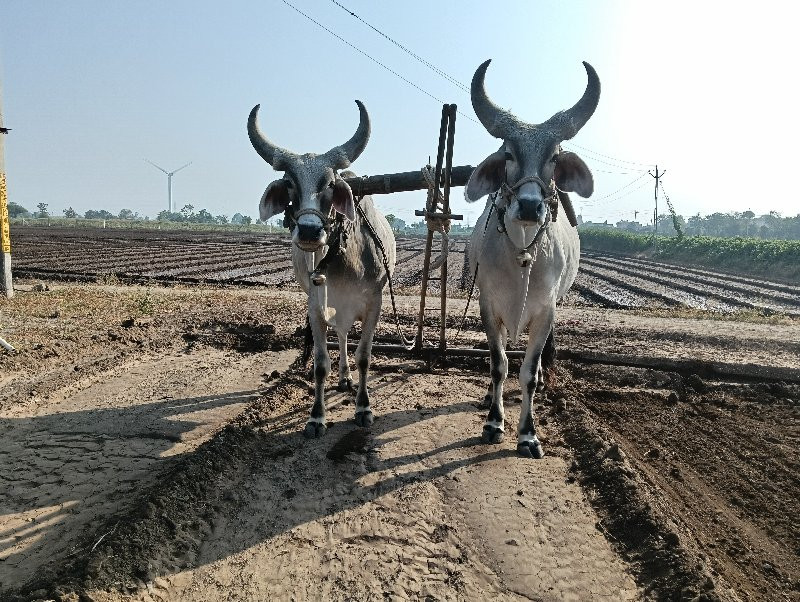 બળદ વેચવા ના છે