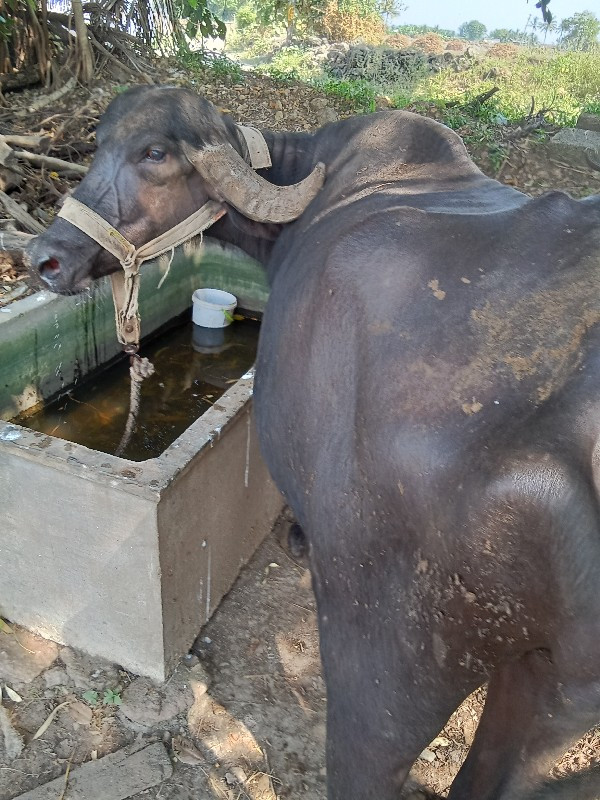 ભેંસ વેચવાનીછે