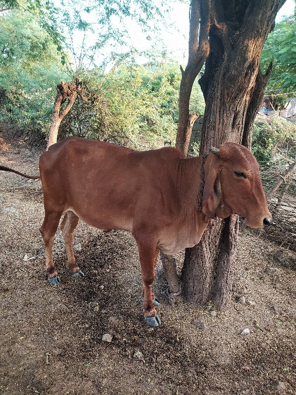 ગાયુ વેચવાની છે