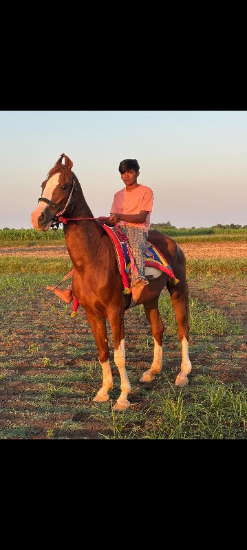 ઘોડી વેચવાની છે