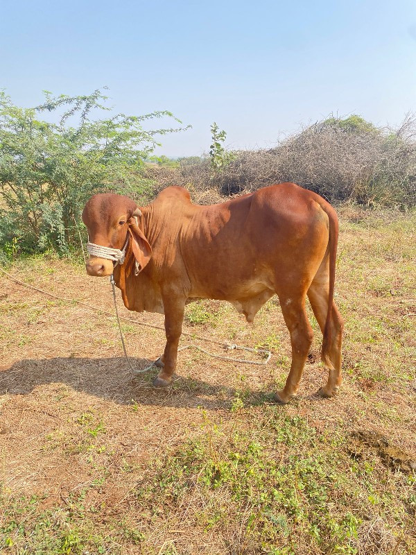 સ્વર્ણ કપિલા ગિ...