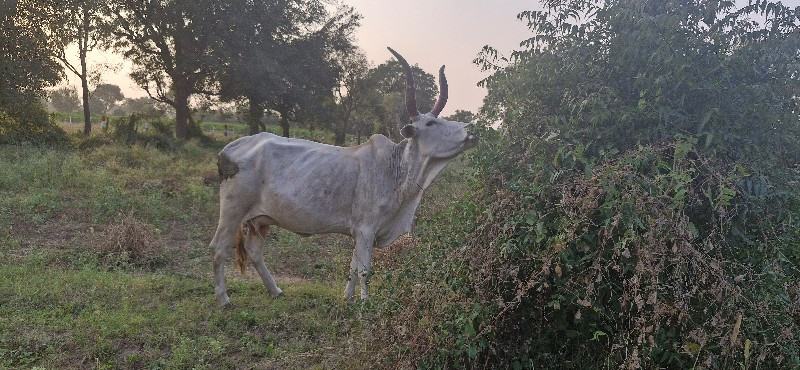 3 વેતર ની ગાય છ...