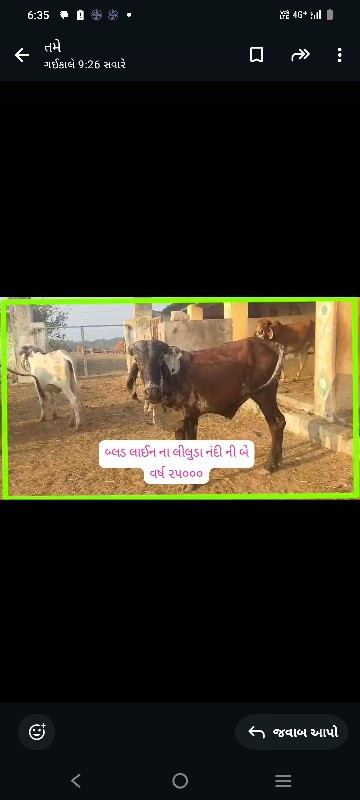 ગાય અને વાછડીઓ