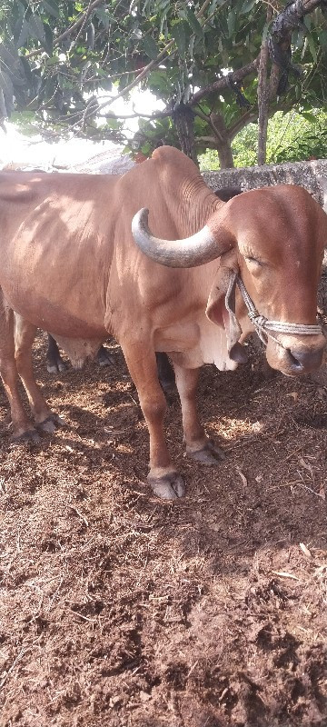 ગોઢલો  ચાલુ