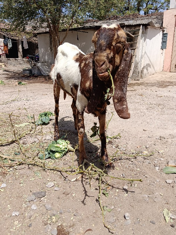 રસુલ ભાઈ બગસરા