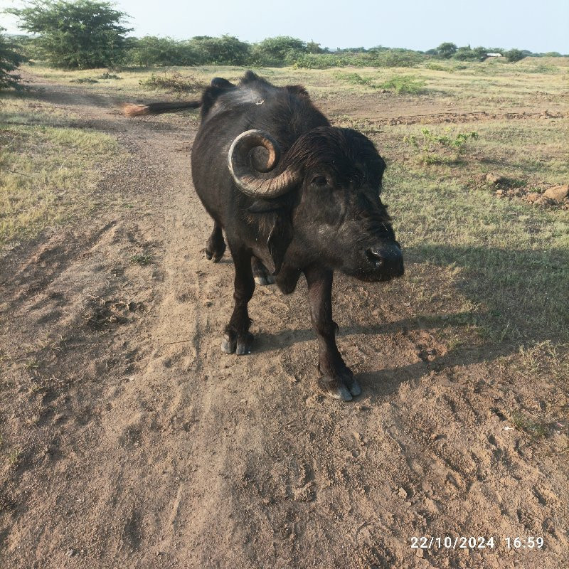 ભેંશ વેચવાની છે