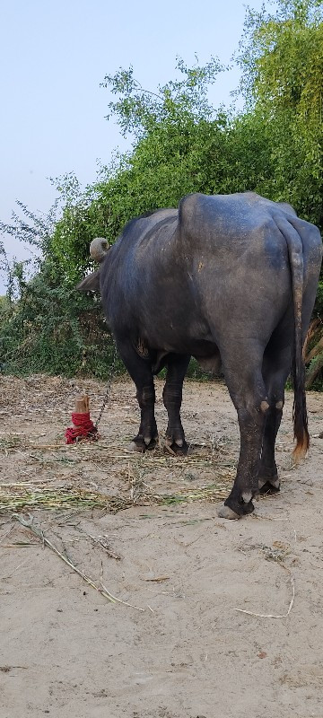 પાડો વેચવાનો છે