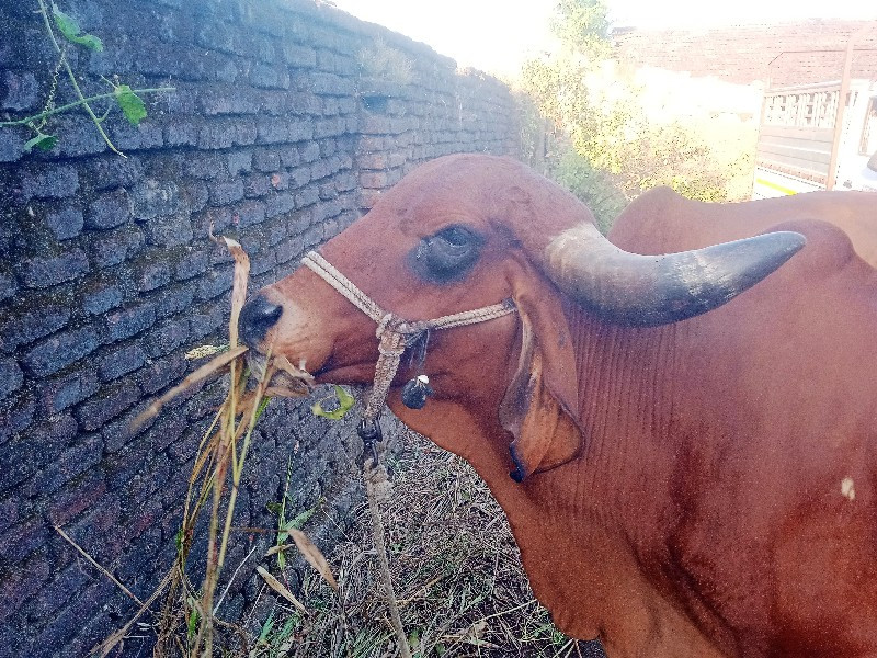 દેશી ગાય વેચવાન...