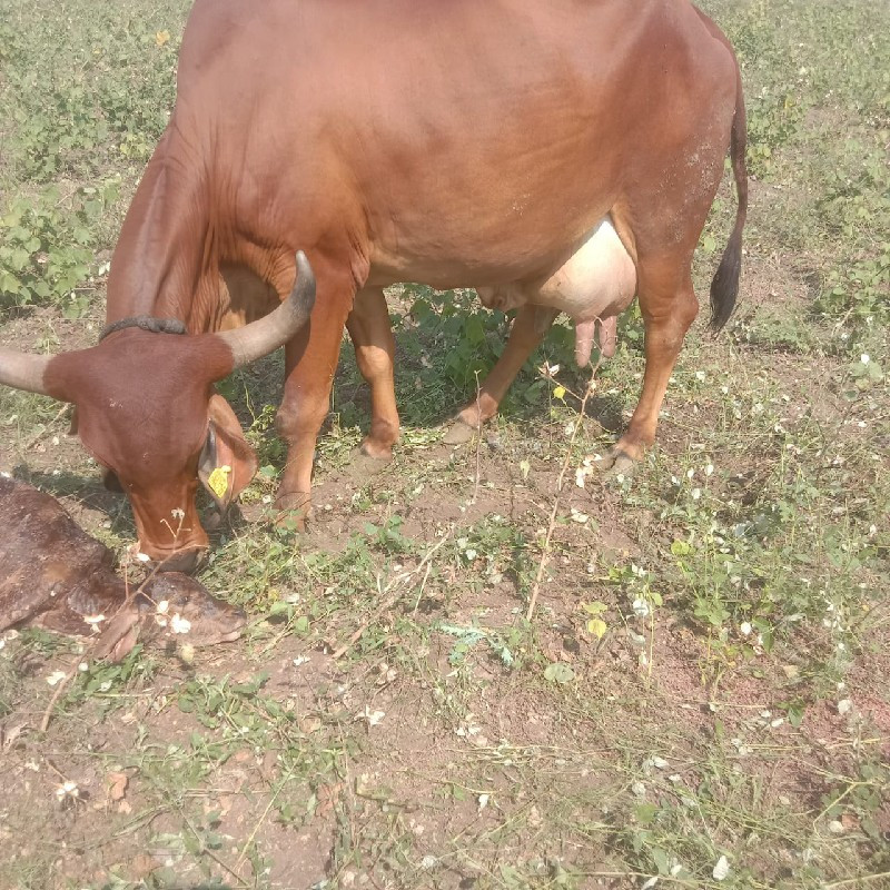 ગિર ગાય વેચવાનિ...