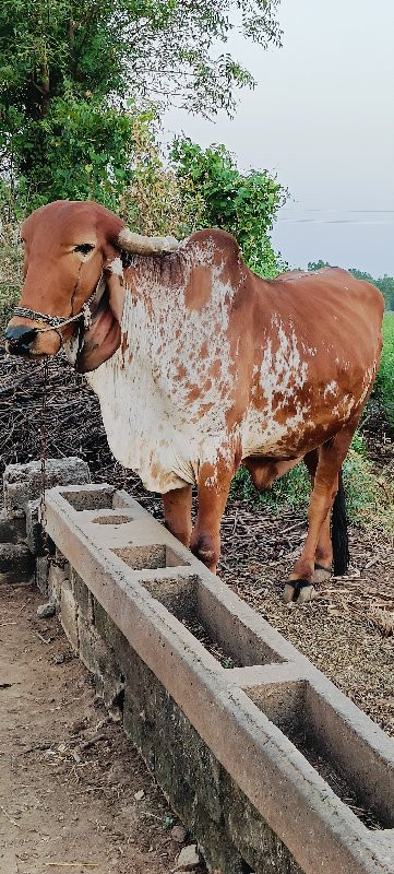 બળદ