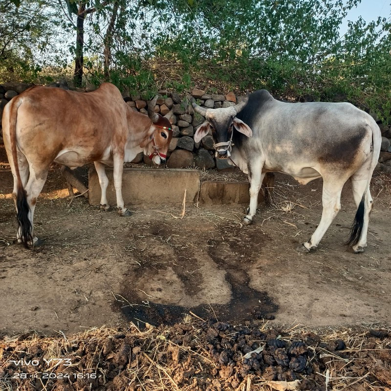 અબજલભાઈ