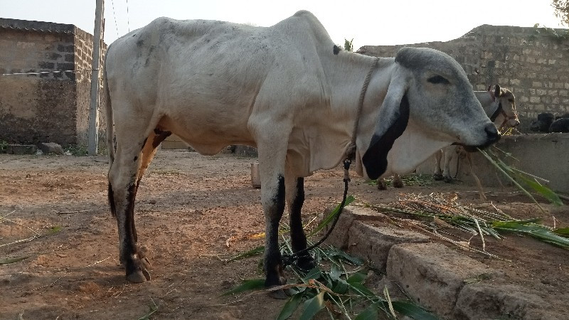 હોળકિ વેશવાનીછે