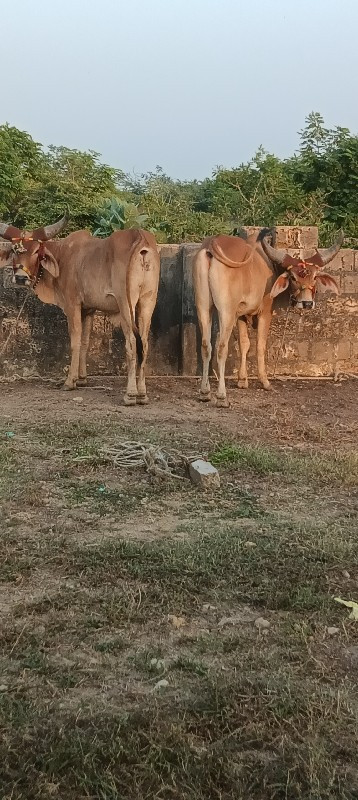 વાછડાં વેચવાના...