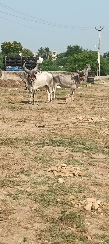 બળદ વેચવાના છે