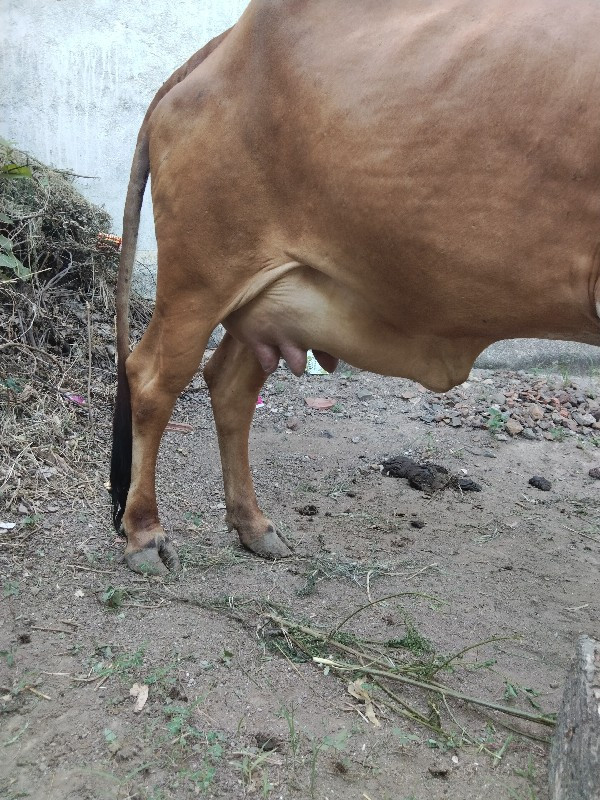 ગાય વેચવાની છે