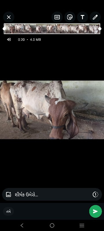 ગીર ગાય અને વાછ...