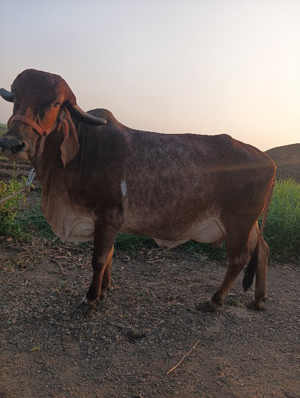 બીજું વેતર વી આ...