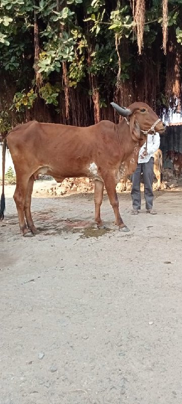 વેચવાની છે