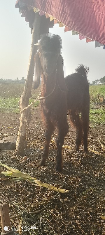 બોકડો એક વરસનો...