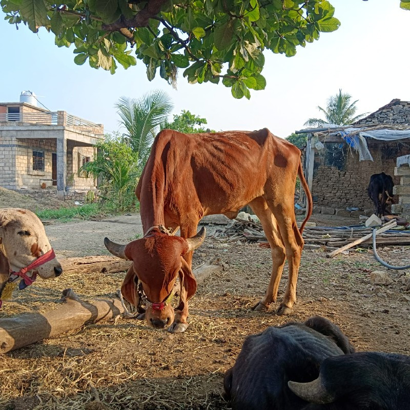 વેશવાનિછે