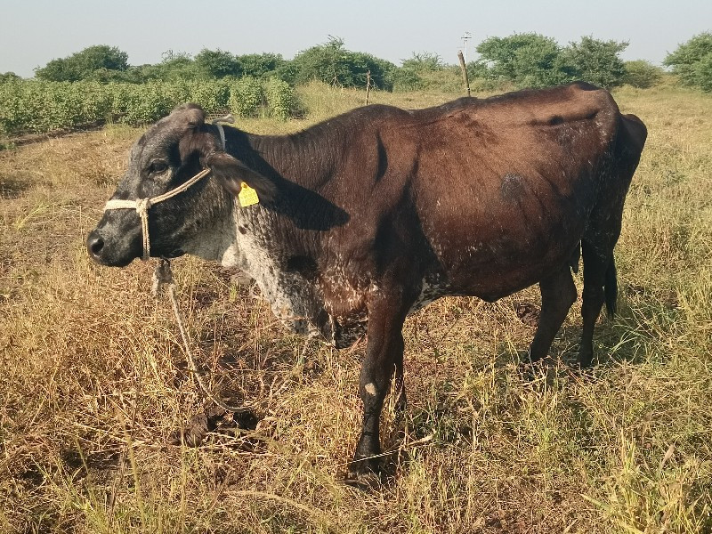 ગાય