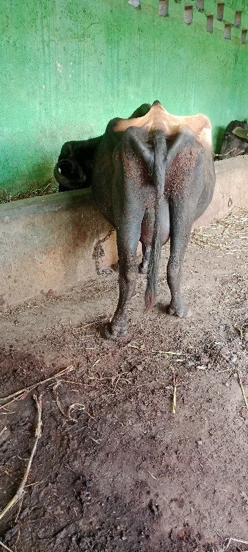 ભેંસ વેચવાની છે