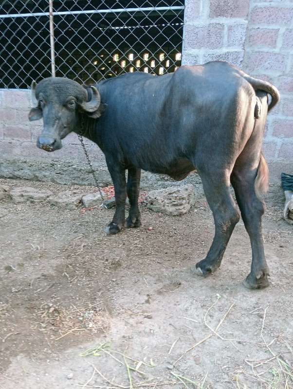 ખળેલા