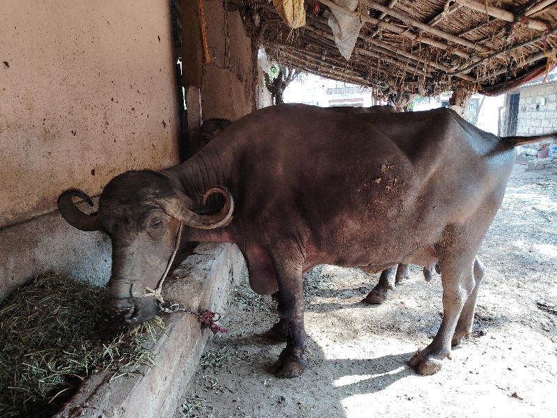 ભેસ વેચવાની છે