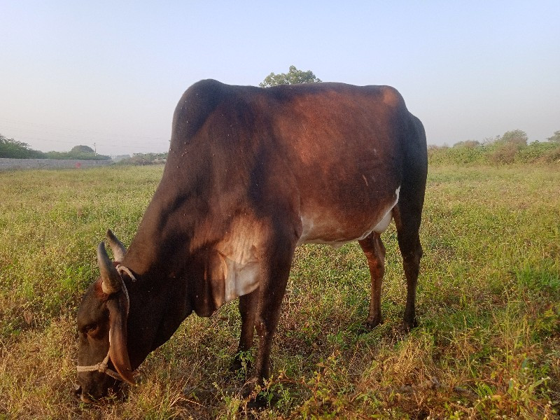 ગાય વેચવાની