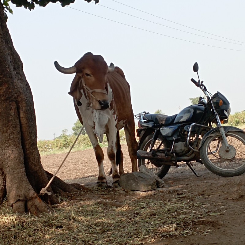 બળદ વેસવા નો છે