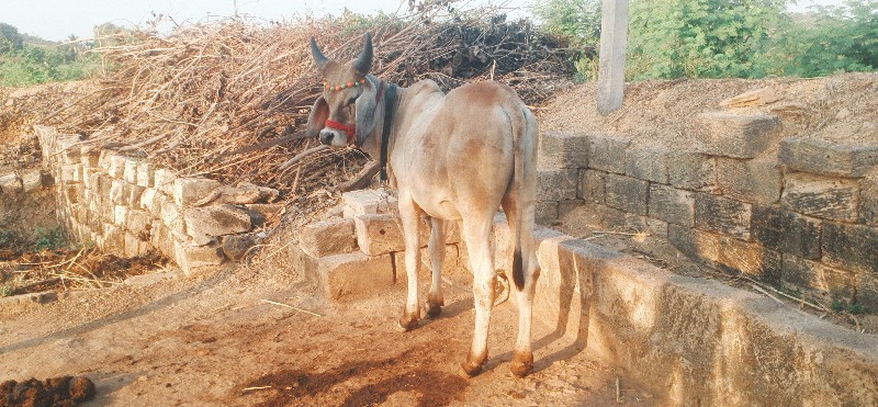 ગોઢલા વેસવાના છ...