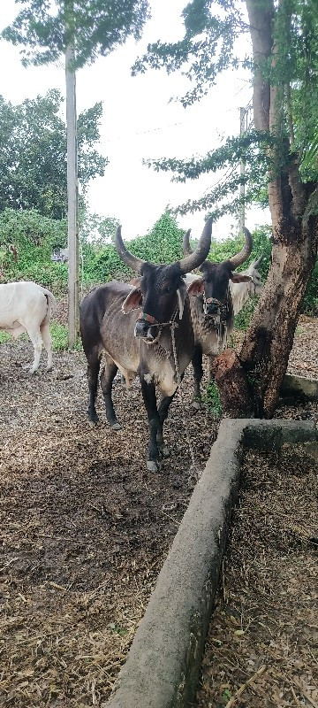 બળદ વેચવાના છે