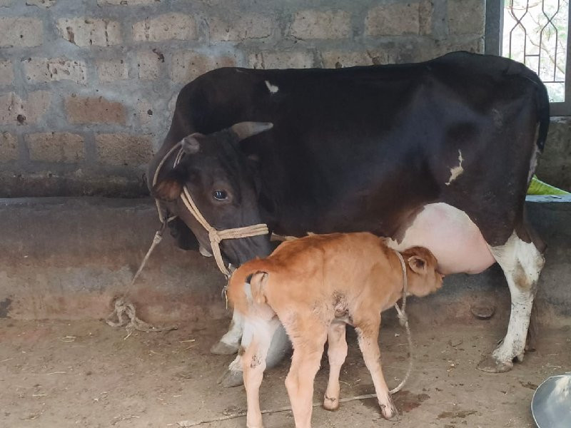 જર્સી એસ એફ ક્ર...