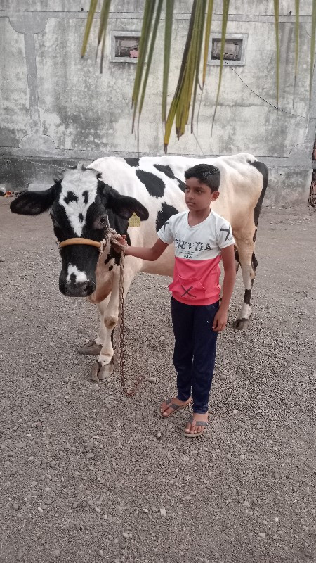 H F ગાય વેસવાનિ...