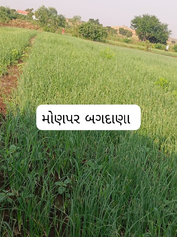 લીલો રોપ