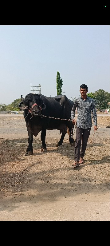 ભેંસ વેચવાની છે