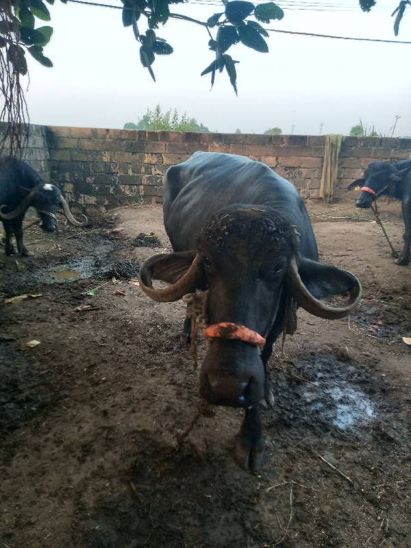 ભેંસ તબેલો વેચવ...